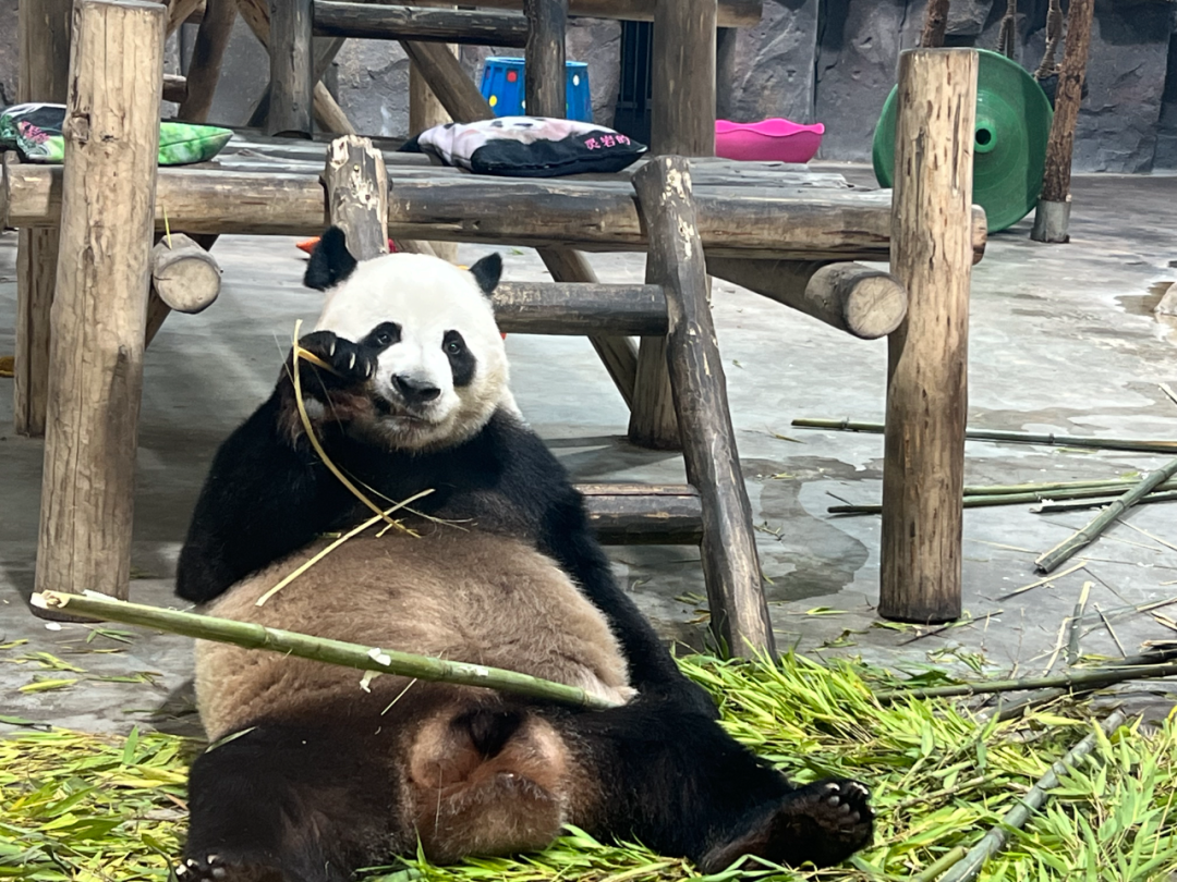 所有郑州人免费了！宇通观光车带你嗨玩竹海野生动物园！